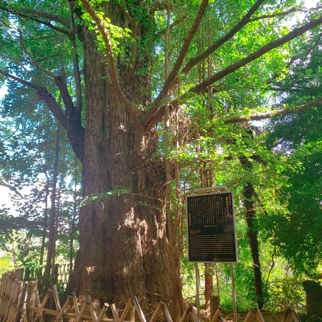 王子神社のいちょうの木