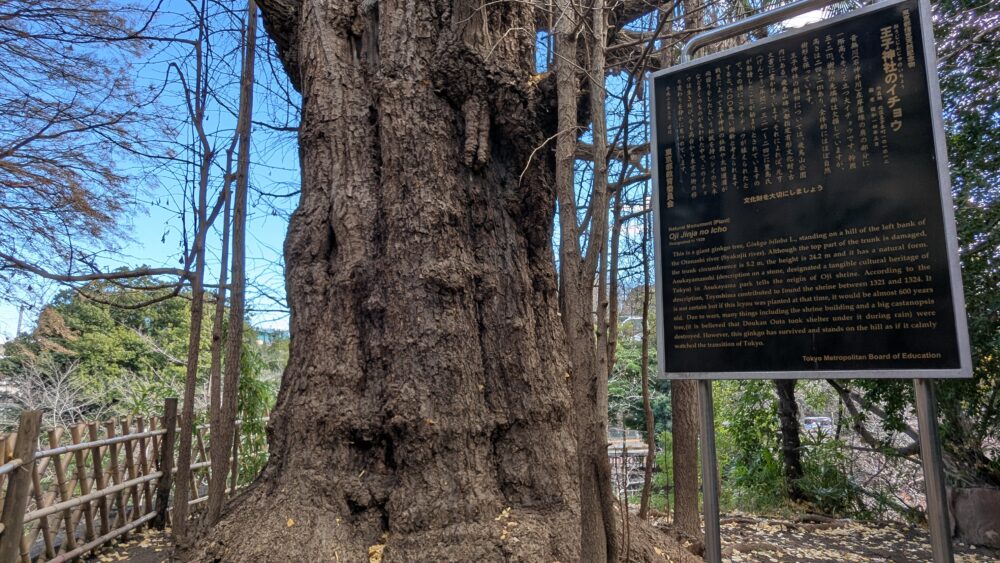 王子神社イチョウの木の生命力