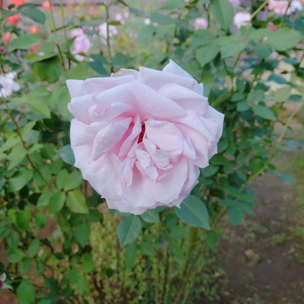 旧古河庭園のピンク色をしたバラ
