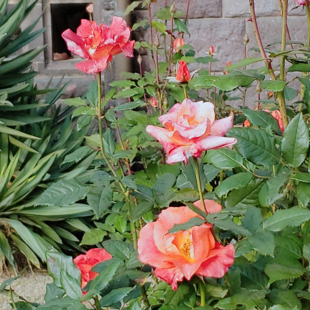 旧古河庭園の赤色のバラ