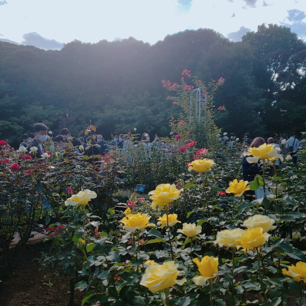 旧古河庭園の西洋庭園に咲き誇るバラ