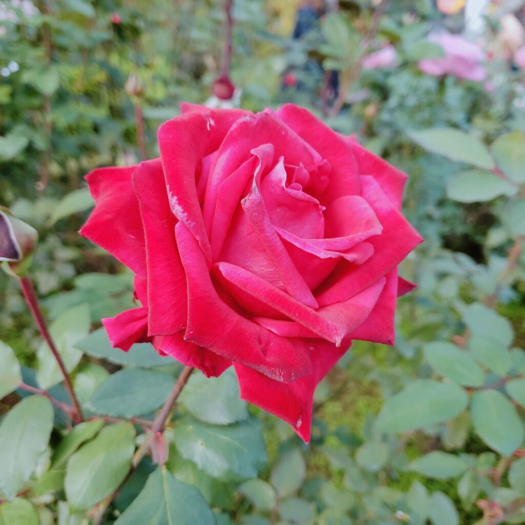 旧古河庭園の赤いバラ