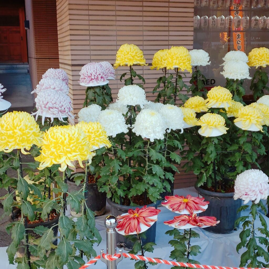 とげぬき地蔵境内の花