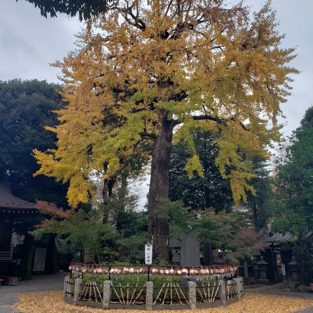 七社神社のイチョウの木
