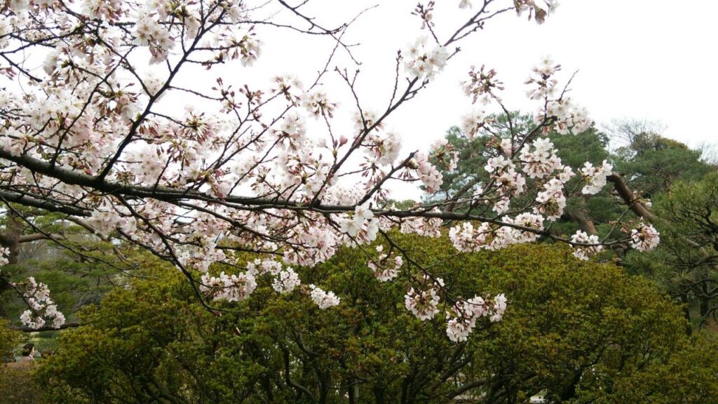 飛鳥山の桜
