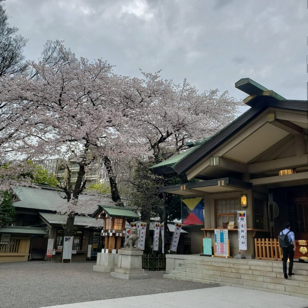 東郷神社の桜（社殿）
