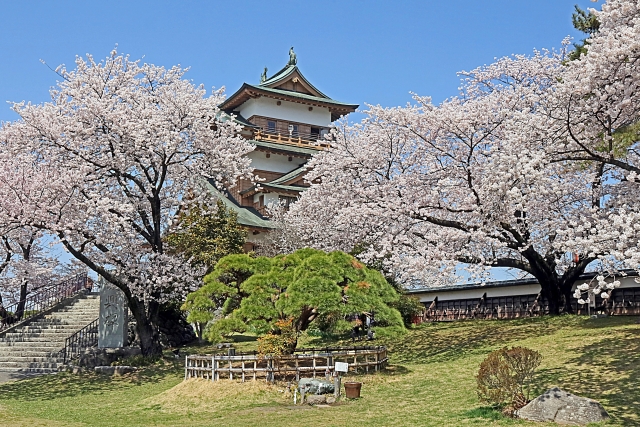 高島城公園の桜