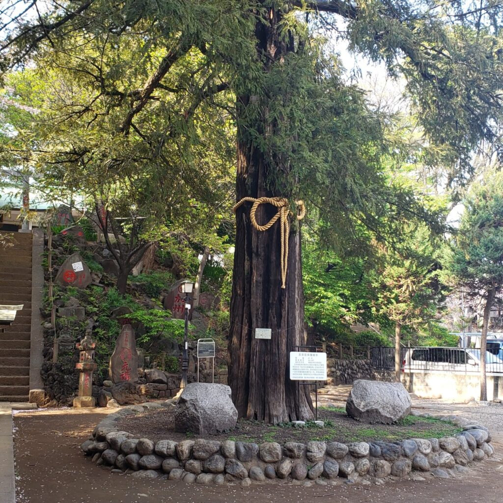 駒込富士神社のご神木