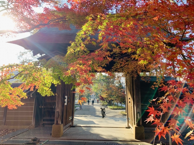 九品仏浄真寺の門