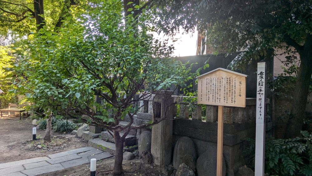 梅の木