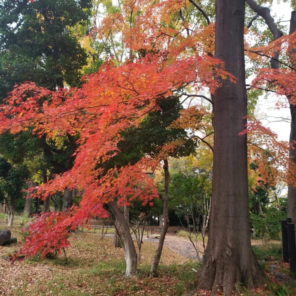 紅葉　王子駅